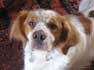 Epagneul Breton BERLIOZ en photo